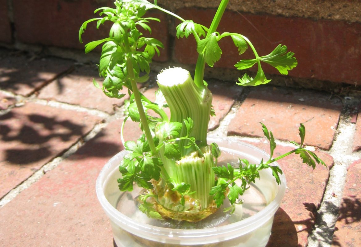 home grown celery